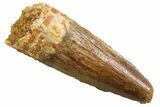 Juvenile Fossil Spinosaurus Tooth - Real Dinosaur Tooth #354817-1